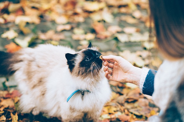 Birman cat