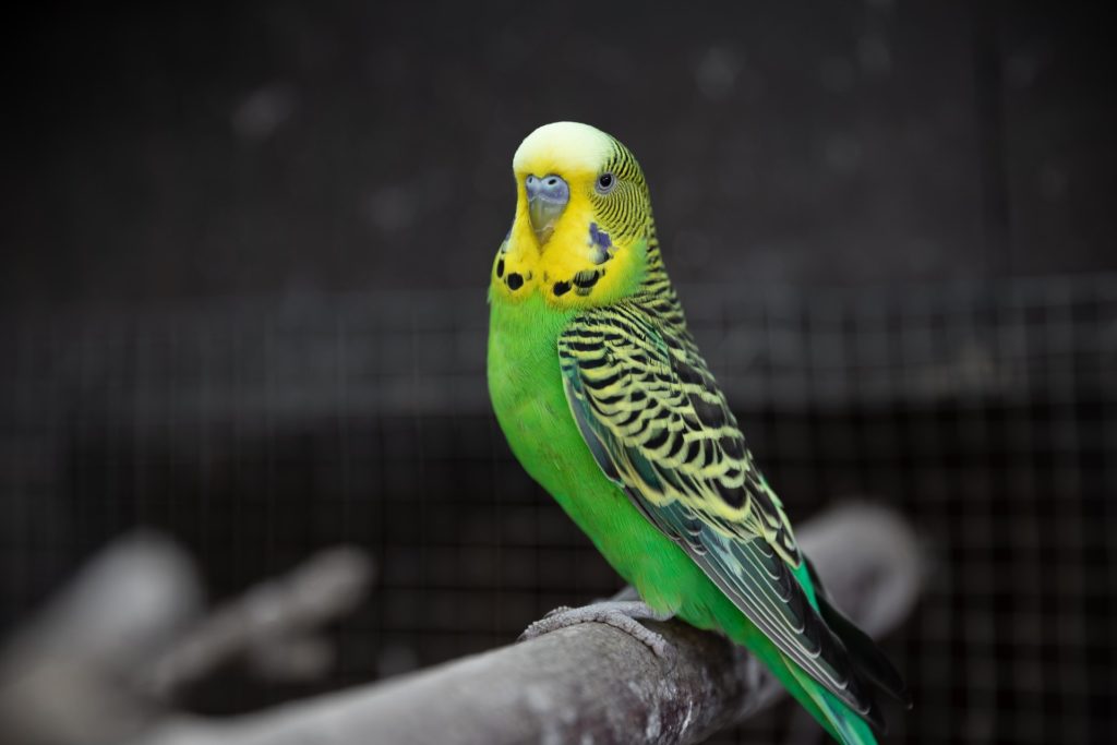Stunning Parakeet Wing Clipping Techniques image