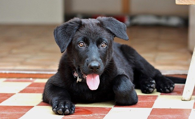 Puppy Black German Shepherd