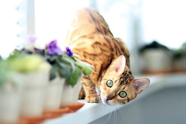 Bengal’s cat