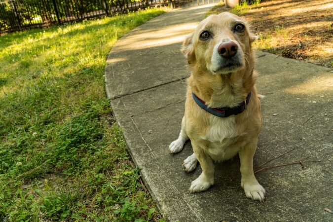 Corgi Beagle Mix