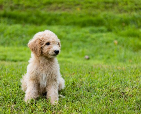 goldendoodle