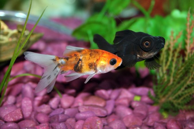 The Crown Pearlscale Goldfish