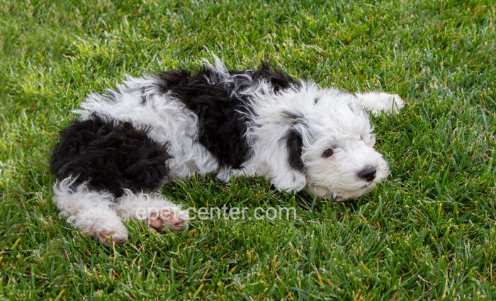 Mini Sheepadoodle