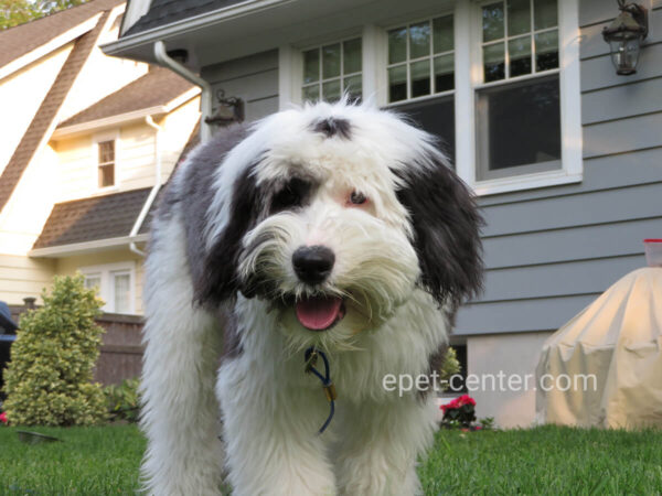 Mini Sheepadoodle