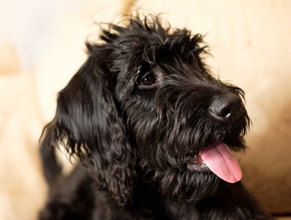 labradoodle