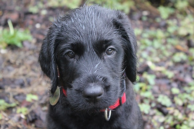 puppy black labradoodle