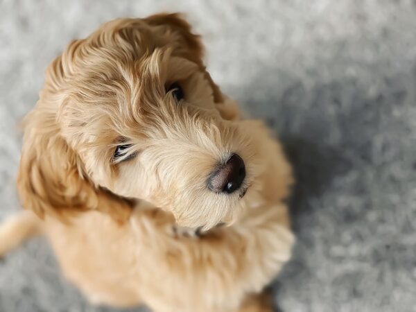 goldendoodle