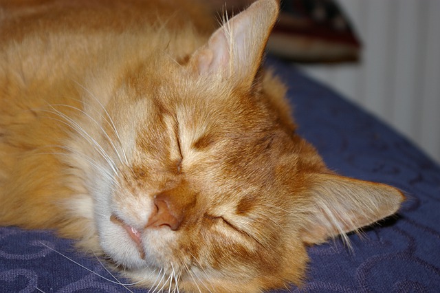 Somali cat