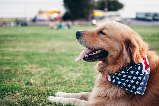 Golden Retriever (USA)